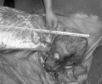 浙江最大野生动物贩卖案:一次交易穿山甲上千只