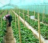 河北省峰峰矿区供销社2017年将再现新举措