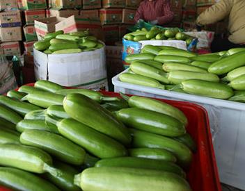 山东平邑：绿色有机西葫芦助农增收