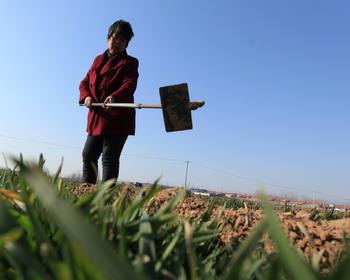 山东平邑：惊蛰到农事忙