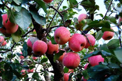 烟台苹果推进供给侧改革 传统品牌才能焕发新动能