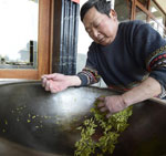 杭州西湖龙井茶零星开采