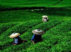 贵州165家茶企首批获准使用 “贵州绿茶”地理标志