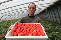 山东平邑：棚膜经济“鼓钱袋”