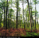 中国国家林业局：中国已全面停止天然林商业性采伐