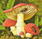 科学家发现迄今最古老蘑菇化石