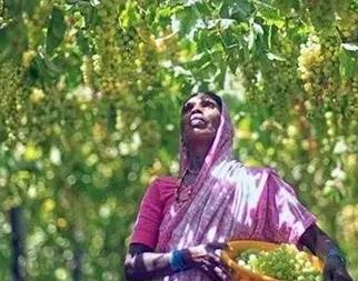 世界葡萄酒格局改变 中国和印度将跻身生产大国