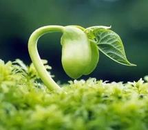 “春分”养生：谨慎添减衣物 注意膳食平衡