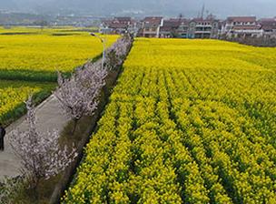 天荡山下花如海