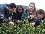 浙江宁波：外国留学生采茶品茶感受茶文化