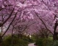 四川：冬去春来 眉山樱花绽