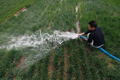 山东平邑：冬小麦返青春灌保丰收