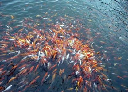 放生放出死鱼来，谁之过？