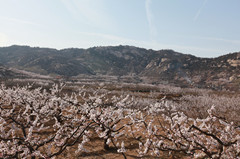 春到沂蒙 平邑杏花竞相开放