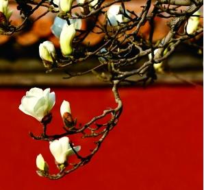 人间四月天|一起去故宫感受红墙琉璃瓦下的杏花微雨吧