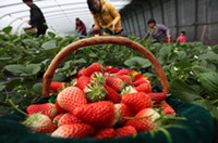 山东平邑：有机红草莓 田间乐采摘