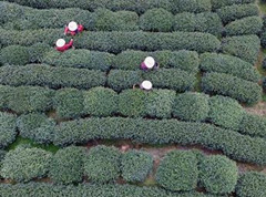 杭州西湖龙井茶全面开采
