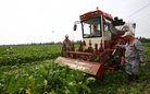 中国农机行业的“蓝海”——蔬菜收获机械
