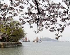 太湖樱花烂漫