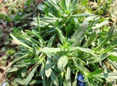 清明户外出游 采摘野菜需谨慎