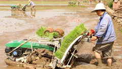 广东：打响水稻机种攻坚战