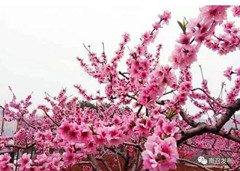 桃红又见一年春--记云阳唐庄桃花节