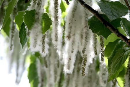 北京12万杨柳雌株将打针注药 治理十余年为何仍大量飘絮