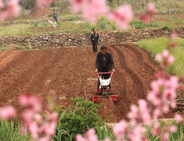 山东平邑：伴着花香忙农事
