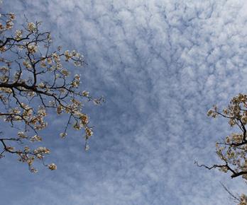 山东平邑出现“鱼鳞云”景观