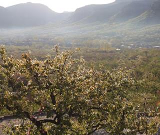 山东平邑：雨后梨乡景色美