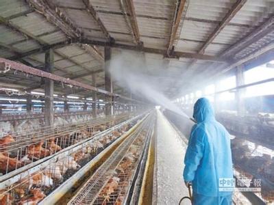 新三板养鸡企业受禽流感影响业绩分化 专家：不能靠天吃饭