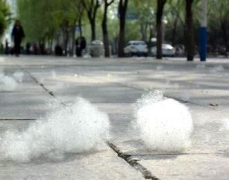 转需！四月漫天飞“雪”？ 防“絮”秘籍都在这儿