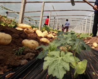 山东平邑：套种土豆增收入