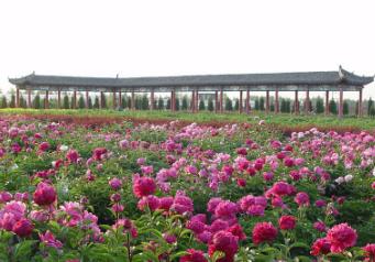 河北柏乡牡丹竞艳风景独好