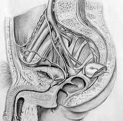 医科大学女大学生的课堂笔记 线条清晰堪比艺术绘本