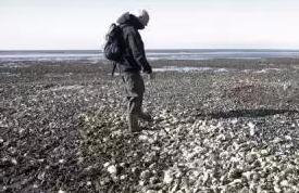 丹麦驻华使馆：求助吃生蚝的文章火了，我们也很震惊