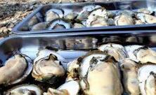 生蚝泛滥成灾！丹麦首相:欢迎中国游客到丹麦品尝