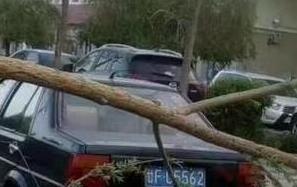 十级大风伴有冰雹突袭甘肃 街头大树被连根拔起