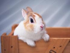 另类宠物可出国 山东首签非犬猫类动物卫生证书