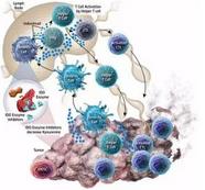新型抗体药物能有效阻止肿瘤生长
