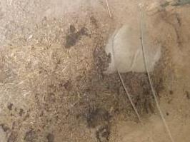 中储粮河南万吨小麦“被忘”7年变质：连猪都不能吃