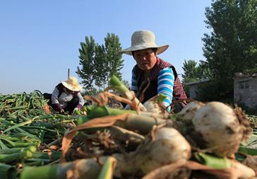 山东平邑新蒜丰收上市