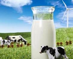 国产牛奶一季度抽检合格率100% 国内市场仍失地难收