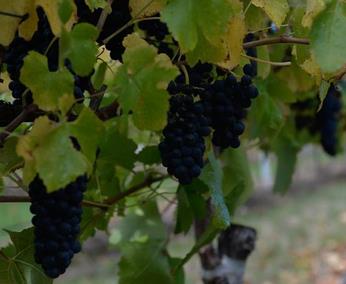 澳洲酒香飘中国