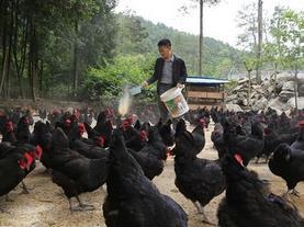 湖南张家界：&ldquo;艾草鸡蛋&rdquo;俏市场