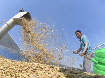 湖北襄阳夏粮开镰收割