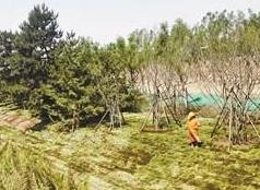 通燕高速6月完成绿化景观提升 可对雨水截留净化