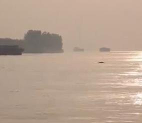 “功能性灭绝”的白鱀豚重现长江？专家：不是本尊