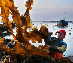 山东荣成：海带收获忙