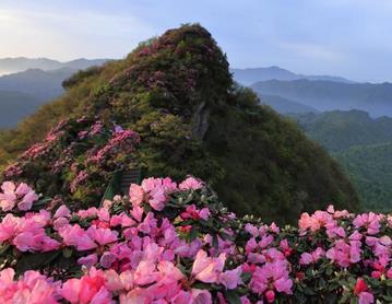四川南江光雾山高山杜鹃花盛开美如画